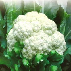 CauliFlower Elora Manufacturer Supplier Wholesale Exporter Importer Buyer Trader Retailer in Surat Gujarat India